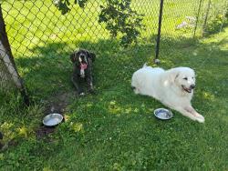 Lost Female Dog last seen Aspen lane. Near Taylor drive  depot, Green Bay, WI 54303