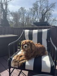Lost Male Dog last seen Buchanan and 16th Ave n , Nashville, TN 37212