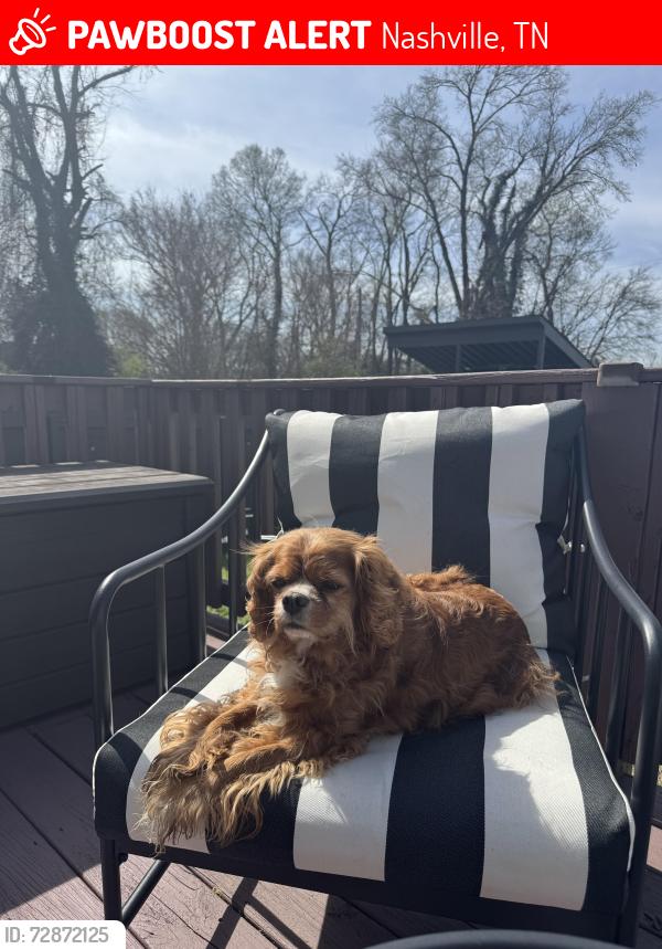 Lost Male Dog last seen Buchanan and 16th Ave n , Nashville, TN 37212
