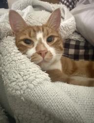 Lost Male Cat last seen Abbey lane , Strathmore, VIC 3041