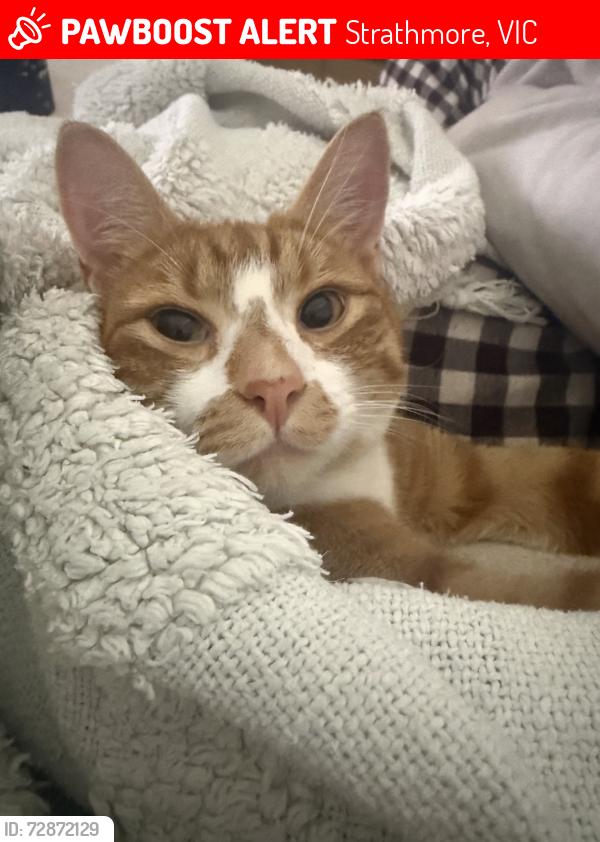 Lost Male Cat last seen Abbey lane, Strathmore, VIC 3041