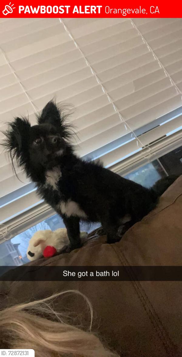 Lost Female Dog last seen Hickory and almond , Orangevale, CA 95662