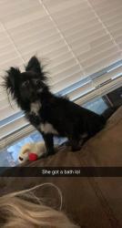 Lost Female Dog last seen Hickory and almond , Orangevale, CA 95662