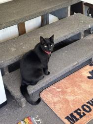 Reunited Male Cat last seen Connecticut St & Anna Ave, Gibsonton, FL 33534