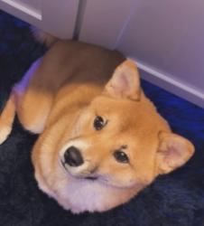 Lost Male Dog last seen Dayton st, Cincinnati, OH 45214