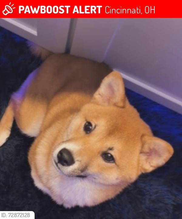 Lost Male Dog last seen Dayton st, Cincinnati, OH 45214
