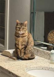 Lost Female Cat last seen Timberlake neighborhood , Southlake, TX 76092