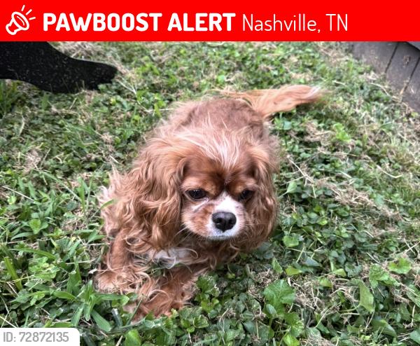 Lost Male Dog last seen 16th Ave and Buchanan , Nashville, TN 37208