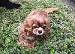 Lost Male Dog last seen 16th Ave and Buchanan , Nashville, TN 37208