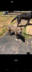 Found/Stray Male Dog last seen Lucky shoals park, Maysville, GA 30558
