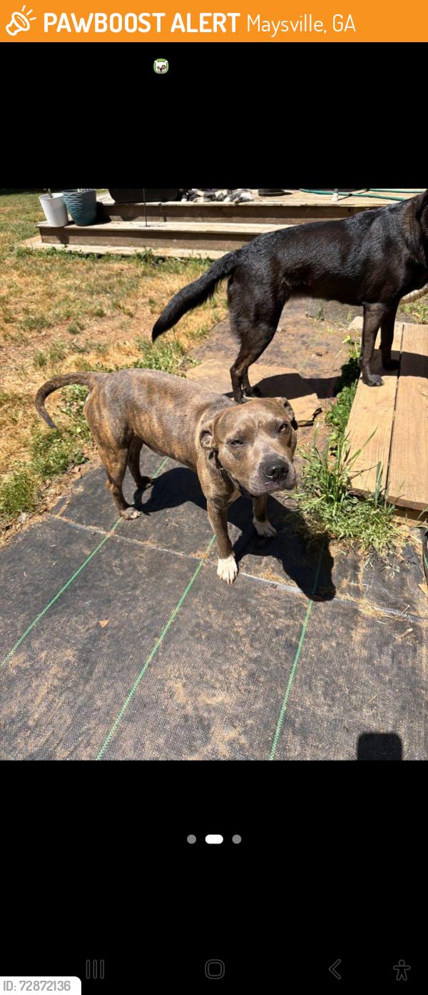 Found/Stray Male Dog last seen Lucky shoals park, Maysville, GA 30558