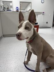 Found/Stray Female Dog last seen Forest and Markville Drice, Dallas, TX 75243