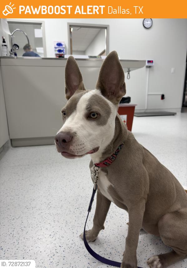 Found/Stray Female Dog last seen Forest and Markville Drice, Dallas, TX 75243