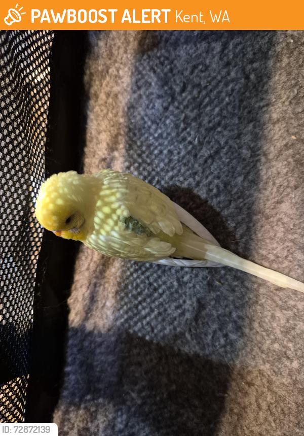 Found/Stray Unknown Bird last seen 281st Court Se, Kent WA 98030, Kent, WA 98042