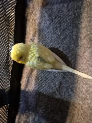 Found/Stray Unknown Bird last seen 281st Court Se, Kent WA 98030, Kent, WA 98042