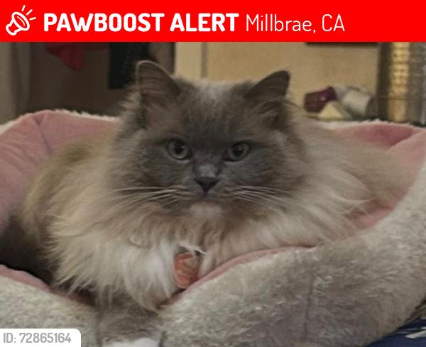Lost Female Cat last seen She was spooked at the car wash and jumped out my window , Millbrae, CA 94030