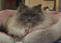 Lost Female Cat last seen She was spooked at the car wash and jumped out my window , Millbrae, CA 94030