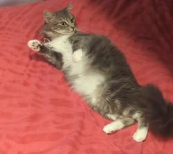 Reunited Female Cat last seen Hatch Rd, and Ustick Rd., Modesto, CA 95358
