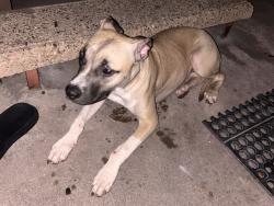 Found/Stray Female Dog last seen Del rosa, San Bernardino, CA 92404
