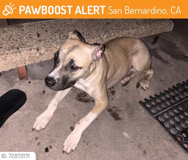 Found/Stray Female Dog last seen Del rosa, San Bernardino, CA 92404