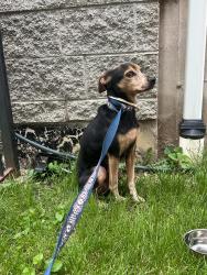 Found/Stray Male Dog last seen St. Louis Avenue and North 21st Street, St. Louis, MO 63106