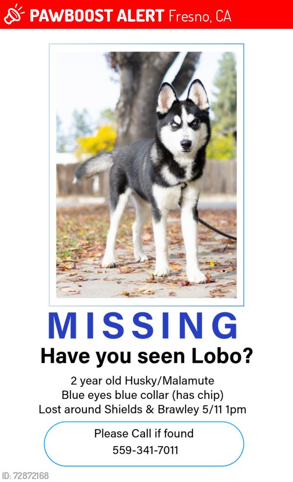 Lost Male Dog last seen Shields, brawley , Fresno, CA 93722