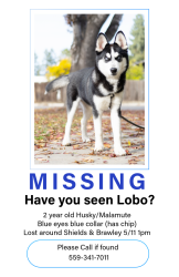 Lost Male Dog last seen Shields, brawley , Fresno, CA 93722