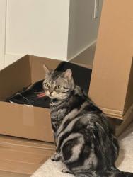 Lost Male Cat last seen Oak Dell Lane and Tara Way SE, Salem, OR 97317