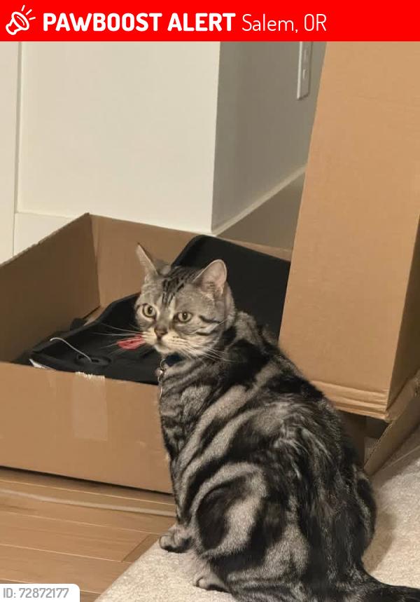 Lost Male Cat last seen Oak Dell Lane and Tara Way SE, Salem, OR 97317