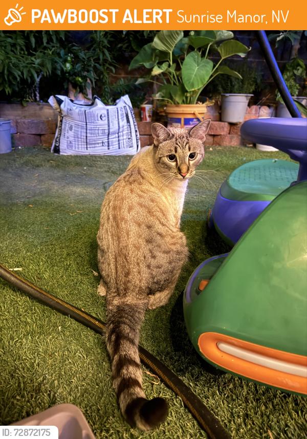Found/Stray Female Cat last seen 36.20099° N, 115.01782° O, Sunrise Manor, NV 89110