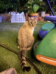 Found/Stray Female Cat last seen 36.20099° N, 115.01782° O, Sunrise Manor, NV 89110
