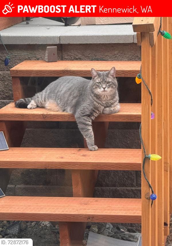 Lost Male Cat last seen Near Southridge High School, Kennewick, WA 99337