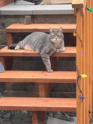 Lost Male Cat last seen Near Southridge High School, Kennewick, WA 99337