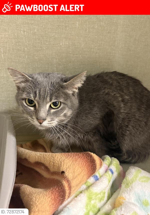 Lost Female Cat last seen Goldfinch Lane, Highlands Ranch, CO 80129