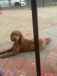Reunited Female Dog last seen 91st between San Pedro and main , Los Angeles, CA 90003
