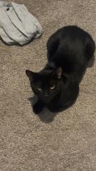 Lost Male Cat last seen Gilbert & University , Mesa, AZ 85203