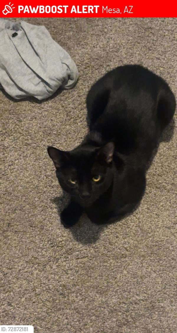 Lost Male Cat last seen Gilbert & University , Mesa, AZ 85203