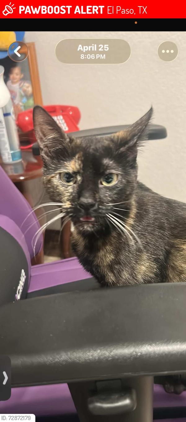 Lost Female Cat last seen Near wenda dr, El Paso, TX 79915