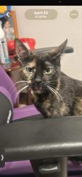 Lost Female Cat last seen Near wenda dr, El Paso, TX 79915