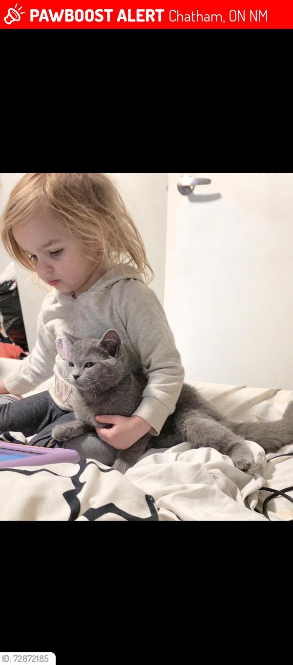 Lost Male Cat last seen Sobeys , Chatham, ON N7M