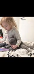 Lost Male Cat last seen Sobeys , Chatham, ON N7M