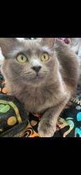 Lost Female Cat last seen Standish and branham, San Jose, CA 95124
