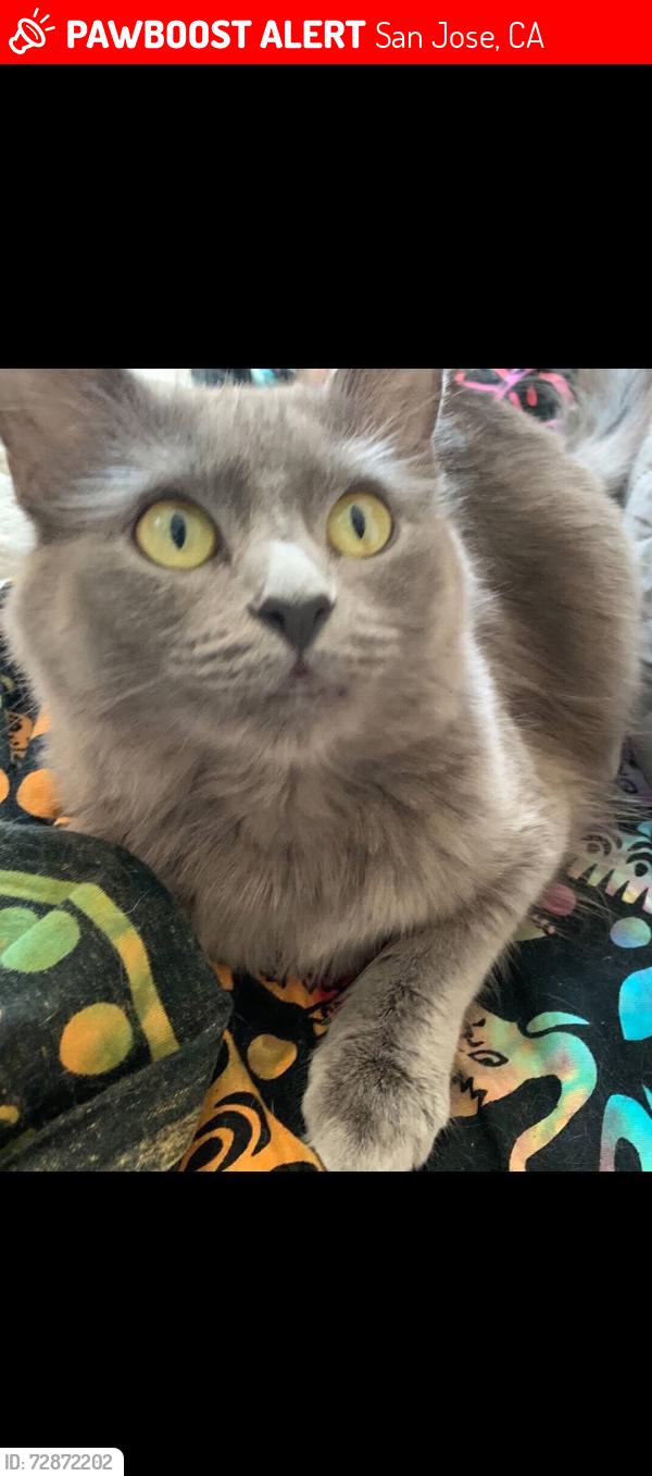 Lost Female Cat last seen Standish and branham, San Jose, CA 95124