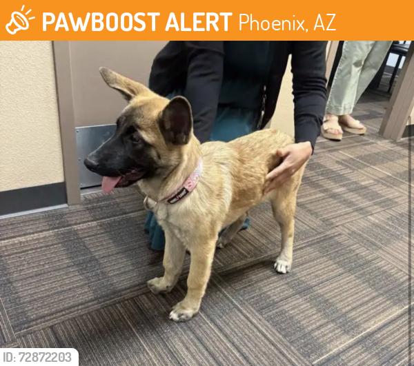 Found/Stray Female Dog last seen 87th and lower Buckeye , Phoenix, AZ 85353