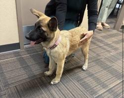 Found/Stray Female Dog last seen 87th and lower Buckeye , Phoenix, AZ 85353