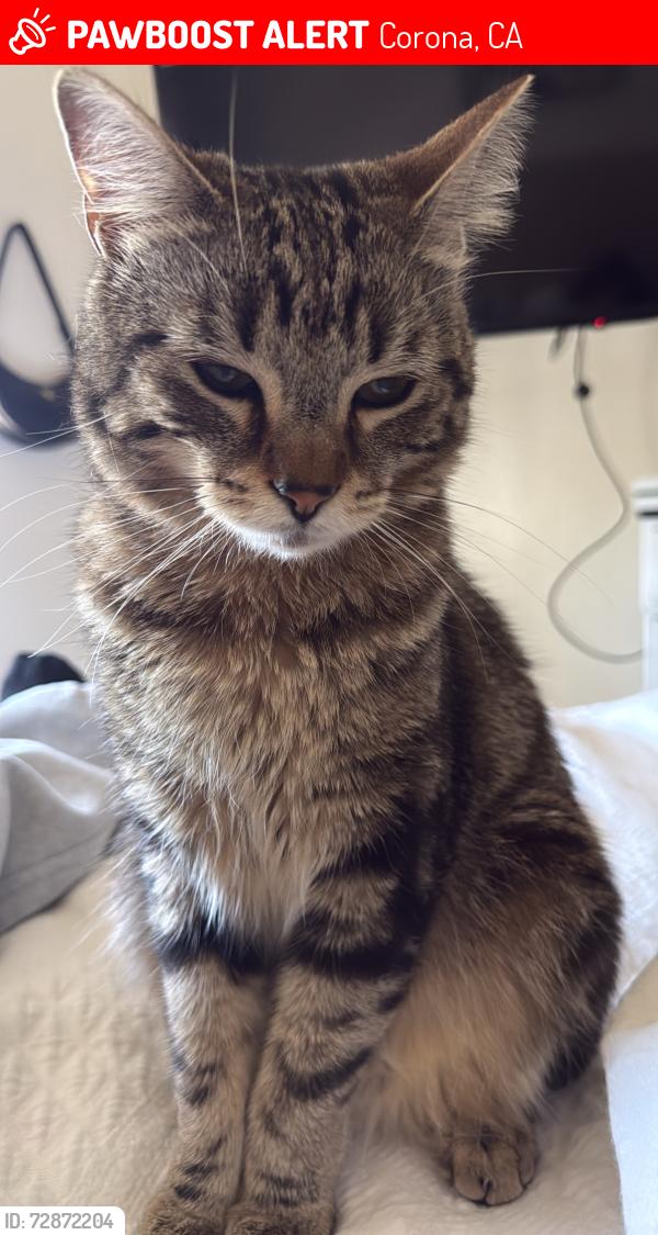 Lost Male Cat last seen Near walkendrige dr , Corona, CA 92881