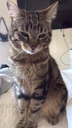 Lost Male Cat last seen Near walkendrige dr , Corona, CA 92881