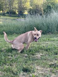 Found/Stray Female Dog last seen McKinley st , Gresham, OR 97080