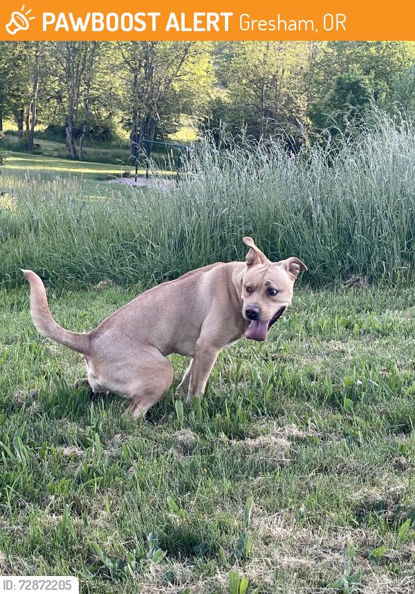 Found/Stray Female Dog last seen McKinley st , Gresham, OR 97080