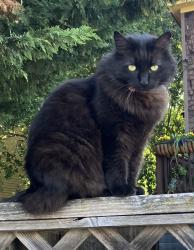 Lost Female Cat last seen East 27th, Oakland, CA 94601